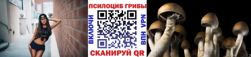 Галлюциногенные грибы Psilocybe Приморско-Ахтарск